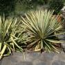 Adam_s needle and thread - Yucca filamentosa