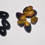 African olive- Canarium schweinfurthii