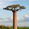 Baobab - Adansonia grandidieri