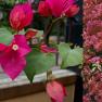 Bougainvillea