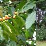 Coffea arabica