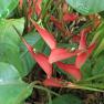Dwarf Jamaican - Heliconia stricta