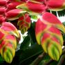 Hanging Lobster claw - Heliconia rostrata