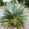 Hemithrinax ekmaniana