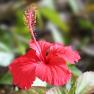 Hibiscus rosa-sinensis