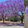 Jacaranda mimosifolia