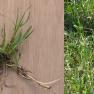 Kentucky bluegrass - Poa pratensis