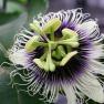 Passiflora edulis forma flavicarpa