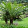 Queen sago - Cycas rumphii