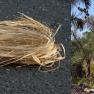 Raffia palm - Raphia farinifera