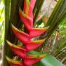 Toucan beak - Heliconia caribaea