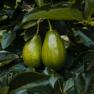 avocado - Persea americana