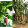 banana - Musa