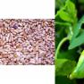 beans - Phaseolus vulgaris