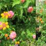 big sage - Lantana camara