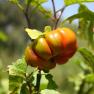 bitter tomato - Solanum aethiopicum