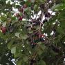black plum - Syzygium cumini