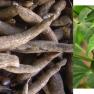 cassava - Manihot esculenta