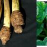 cocoyam corms - Colocasia esculenta