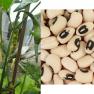 cowpeas - Vigna unguiculata