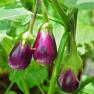 eggplant - Solanum melongena