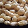 groundnut - Macrotyloma geocarpum 
