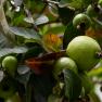 guava - Psidium guajava