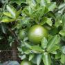 King orange - Cam sanh - Citrus reticulata x sinensis