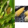 maize - zea mays