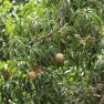 mango -  Mangifera indica