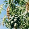 pawpaw - Carica papaya