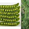 peas - Pisum sativum