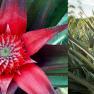pineapple - Ananas comosus