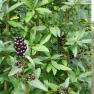 privet - Ligustrum vulgare
