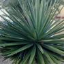 sisal - Agave sisalana