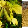 soybeans - Glycine max 