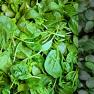 spinach - Spinacia oleracea