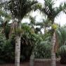 spindle palm - Hyophorbe verschaffeltii