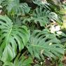 swiss cheese plant - Monstera deliciosa