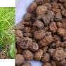 tiger nut - Cyperus esculentus