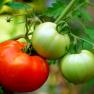 tomato - Solanum lycopersicum