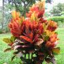 variegated croton - codiaeum variegatum
