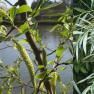 white willow - Salix alba