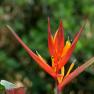 wild plantain - Heliconia Platanillo - Heliconia psittacorum